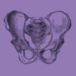 Male pelvic bone