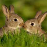 Two bunnies kissing