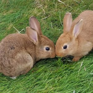 2 bunnies kissing on the grass