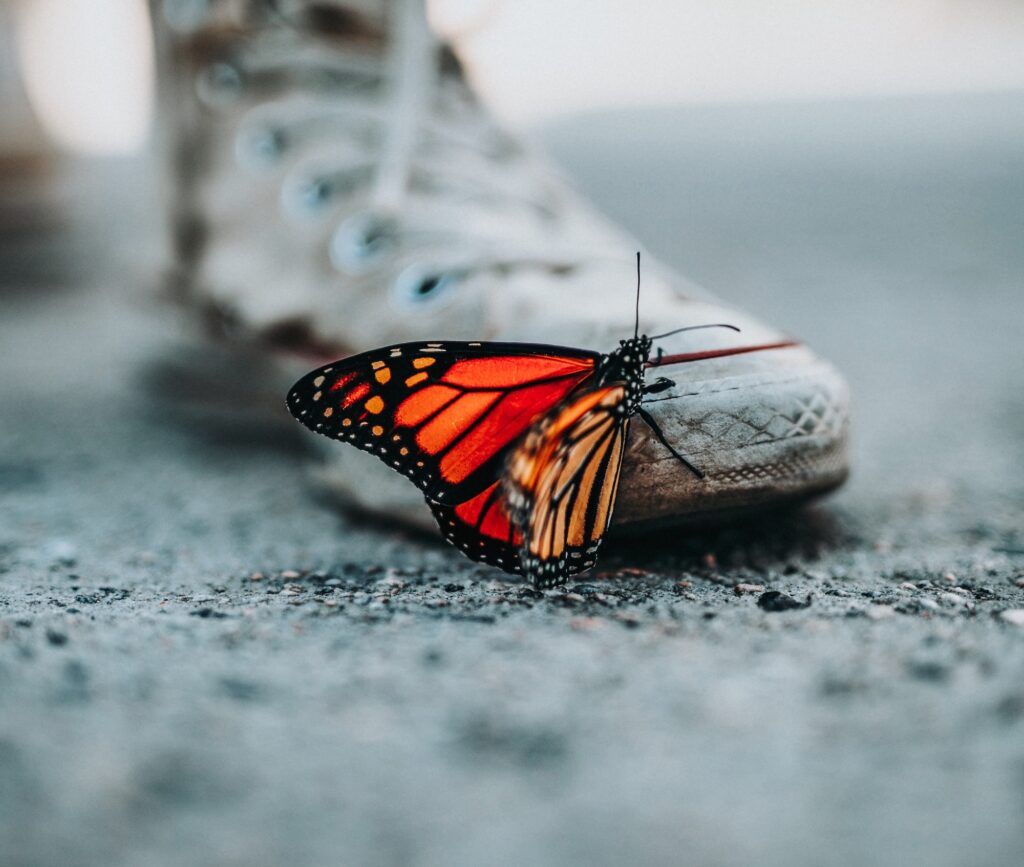 Close up on a kid's Converse shoe with a Monarch butterfly perched on the toe.